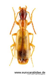 paradromius-longiceps-longiceps-wxs