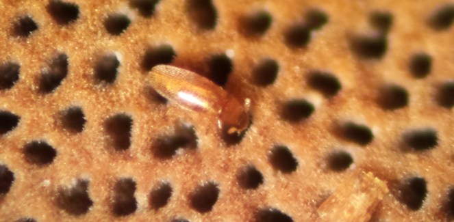 Baranowskiella ehnstromi.jpeg