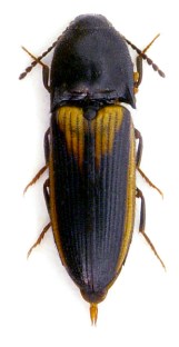 ampedus_tristis