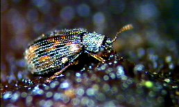 Derodontidae_Derodontus macularis_2_(C) DODELIN Benoit_