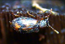 Derodontidae_Derodontus macularis_4_(C) DODELIN Benoit_