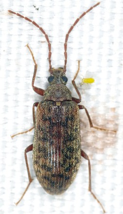 Gerandryus aetnensis _ MIQUET 2014 2