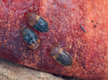 RS Triphilus AT museum hongrie  www.nhmus.hu