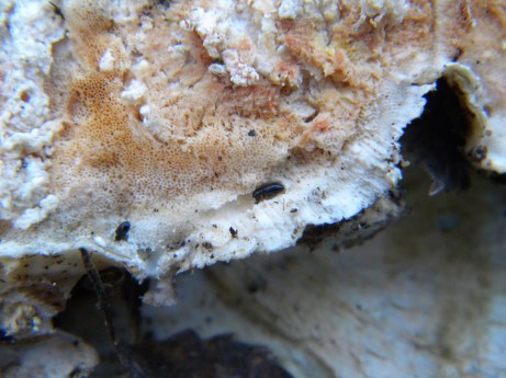 RS_Mandi_male_femelle