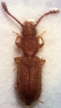 silvanus-recticollis-dodelin2016