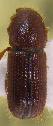 dryocoetes-hymalayensis-bd-copie