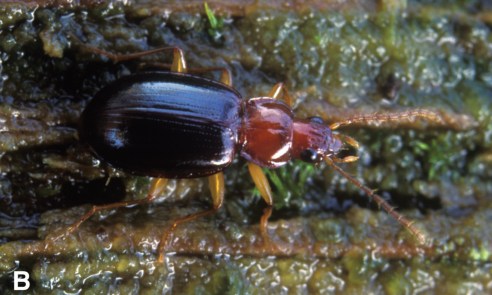 ocys-tachysoides-maddison2016