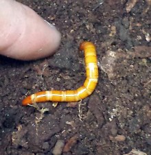 elater-ferrugineus-dodelin-2016