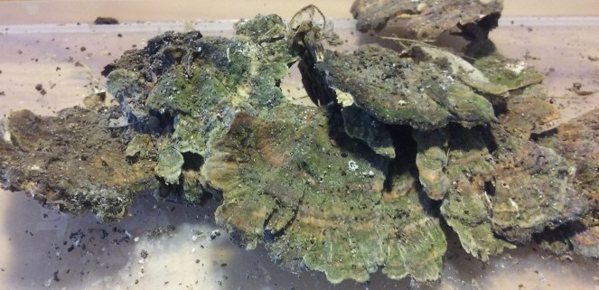 tramete versicolor de Wagaicis wagae (labo)