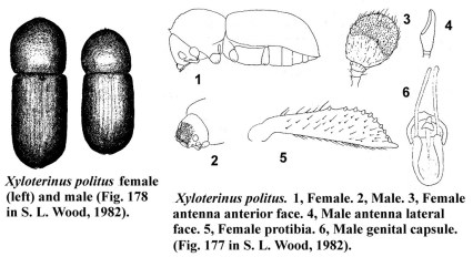 xyloterinus-politus-bw